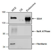 Trident Endosome Isolation Kit. GTX35192